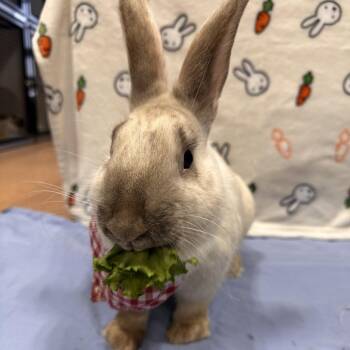 Hoot Hoot -  Bunny Rabbit Rabbit for Adoption in Puslinch, Ontario - Hoot Hoot | PetCurious