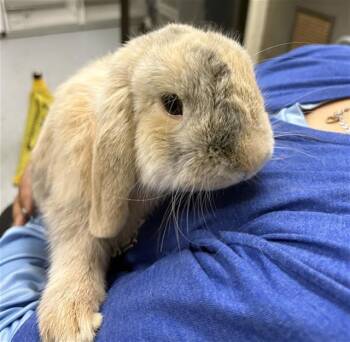 A886865 -  Bunny Rabbit Rabbit for Adoption in Camarillo, California - A886865 | PetCurious