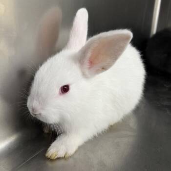 Linus -  Dwarf Rabbit for Adoption in Sioux City, Iowa - Linus | PetCurious