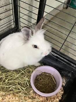 Bella Bunny -  Bunny Rabbit Rabbit for Adoption in Hopkinsville, Kentucky - Bella Bunny | PetCurious