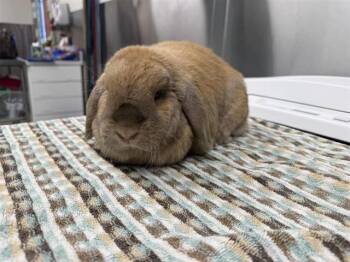 Holland Lop Rabbits Available for Adoption in Fairbanks, Alaska - OATMEAL | PetCurious