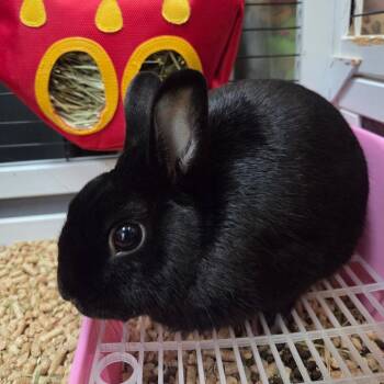 Ms. Jackson -  Netherland Dwarf and Polish Rabbit for Adoption in Galveston, Texas - Ms. Jackson | PetCurious