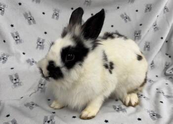 Parfait -  Lionhead Rabbit for Adoption in Westford, Massachusetts - Parfait | PetCurious