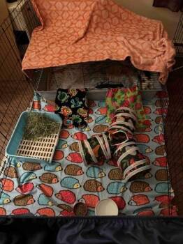 Etsie -  English Spot Rabbit for Adoption in Santa Cruz, California - Etsie | PetCurious
