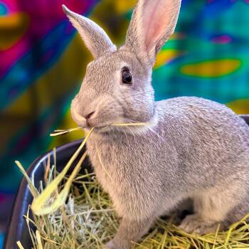 Rescue American Rabbits for Adoption in Columbia, Tennessee - Tudy | PetCurious