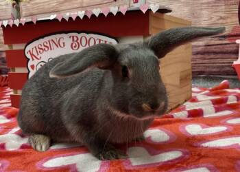 Bunny Rabbit Rabbits Available for Adoption - Kilkenny | PetCurious