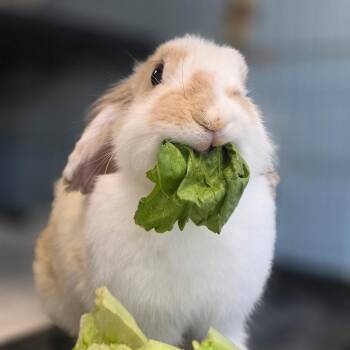 Chardonnay -  Mini Lop Rabbit for Adoption in Smithtown, New York - Chardonnay | PetCurious