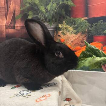 Bunny Rabbit Rabbits Available for Adoption in Puslinch, Ontario - Sasha Velour | PetCurious
