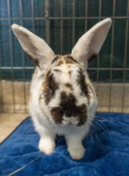 Rhinelander Rabbits Available for Adoption in Encinitas, California - MacArthur | PetCurious