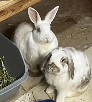 Mini Lop and Florida White Rabbits Available for Adoption in Atlantic Highlands, New Jersey - Nala & Clover | PetCurious