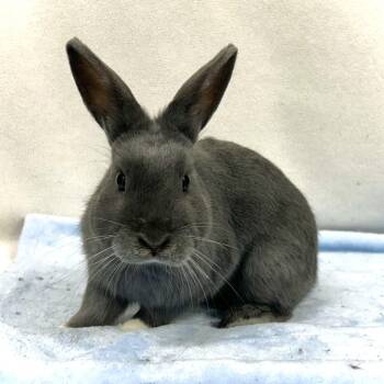 Ryland -  Dwarf and American Rabbit for Adoption in Edgewood, Maryland - Ryland | PetCurious