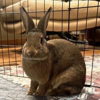 Sarah (BC-8) -  Bunny Rabbit Rabbit for Adoption in Kalamazoo, Michigan - Sarah (BC-8) | PetCurious