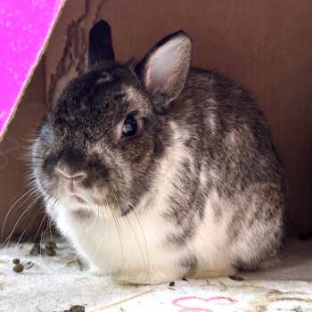 Ty with Ginger -  Bunny Rabbit Rabbit for Adoption in Erie, Colorado - Ty With Ginger | PetCurious