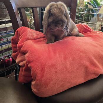 Rescue Mini Lop Rabbits for Adoption in Los Angeles, California - Tadashi | PetCurious