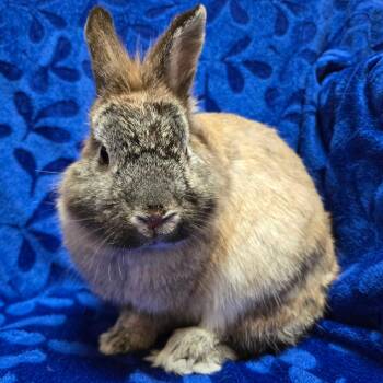 Jersey Wooly Rabbits Available for Adoption in Jefferson, Wisconsin - Ricky | PetCurious