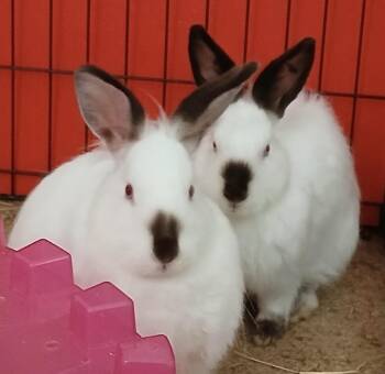 Himalayan and Jersey Wooly Rabbits Available for Adoption in Chicago, Illinois - Holly And Mistletoe | PetCurious