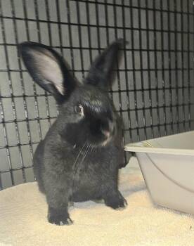 Bunny Rabbit Rabbits Available for Adoption - NESTLE* | PetCurious