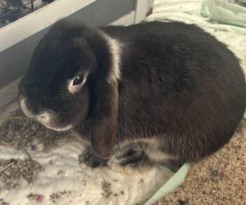 Fifi -  Lop Eared Rabbit for Adoption in Spokane, Washington - Fifi | PetCurious