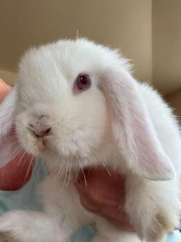 Rubí -  Lop Eared Rabbit for Adoption in Pasco, Washington - Rubí | PetCurious