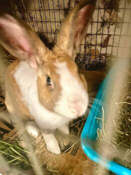 Rescue Dutch Rabbits for Adoption in Paradis, Louisiana - Tiny Tim | PetCurious
