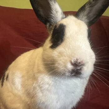 Luffy -  English Spot and Mixed Breed Rabbit for Adoption in The Woodlands, Texas - Luffy | PetCurious