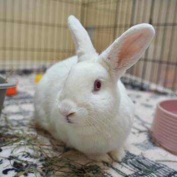 Rescue New Zealand Rabbits for Adoption in Richmond, California - Anne Rice | PetCurious