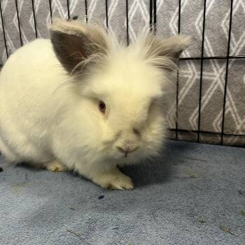 Luca -  Lionhead Rabbit for Adoption in Bedford, New Hampshire - Luca | PetCurious