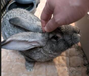 Bugz -  Chinchilla Rabbit for Adoption in Vancouver, British Columbia - Bugz | PetCurious