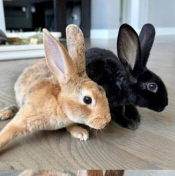 Triscuit (Bonded) -  Rex Rabbit for Adoption in Wheaton, Illinois - Triscuit (Bonded) | PetCurious