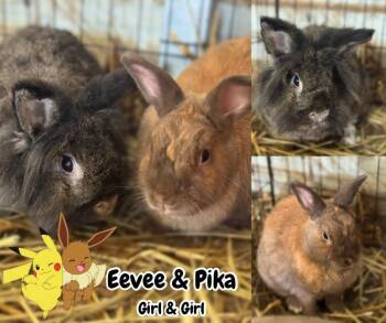 Lionhead Rabbits Available for Adoption - Evee & Pika | PetCurious
