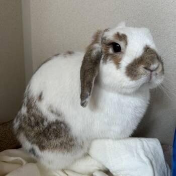 Lop Eared Rabbits Available for Adoption in Eatontown, New Jersey - Calamity Jane | PetCurious