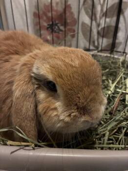 Rescue Lop Eared Rabbits for Adoption in Westbrook, Maine - Henri | PetCurious