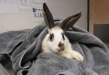 Younchae -  Rex Rabbit for Adoption in Raleigh, North Carolina - Younchae | PetCurious