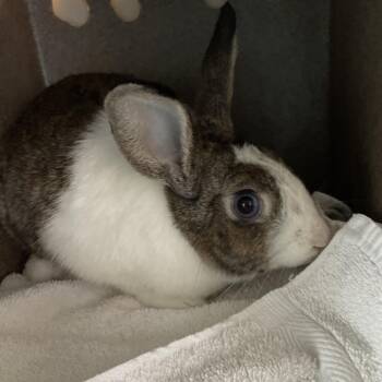 Honeybun -  American Rabbit for Adoption in Pasadena, California - Honeybun | PetCurious