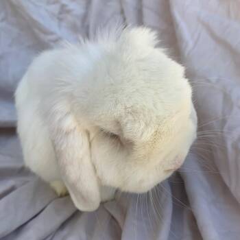 Yuki -  Holland Lop Rabbit for Adoption in Los Angeles, California - Yuki | PetCurious