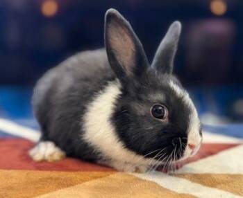 Dutch Rabbits Available for Adoption - Kiri | PetCurious