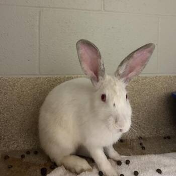 Lotto -  Mini Rex Rabbit for Adoption in Bristol, Indiana - Lotto | PetCurious