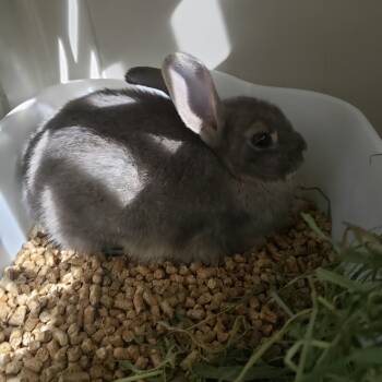 Rescue American Rabbits for Adoption in Mondovi, Wisconsin - NEL Bunny 10 Bergamot | PetCurious