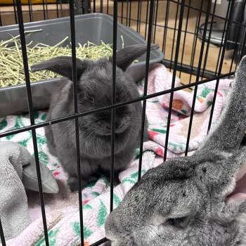 Nibbles -  Bunny Rabbit Rabbit Available for Adoption in Dixon, Illinois - Nibbles | PetCurious