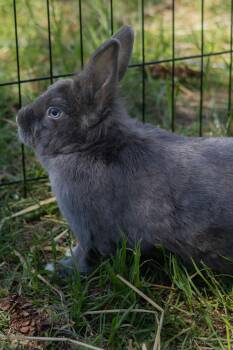 Lionhead and Beveren Rabbits Available for Adoption in Bishopville, South Carolina - Phoebe | PetCurious