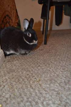 Mini Rex Rabbits Available for Adoption in Garland, Texas - Chunga | PetCurious