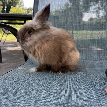 Mormont -  Lionhead Rabbit for Adoption in Birdsboro, Pennsylvania - Mormont | PetCurious