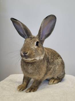 Pam Pam -  Bunny Rabbit Rabbit for Adoption in Delson, Quebec - Pam Pam | PetCurious