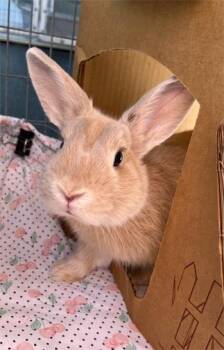 Rescue Palomino and Dwarf Rabbits for Adoption in San Clemente, California - APRICOT | PetCurious
