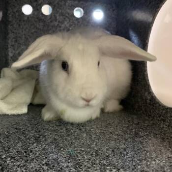 Milky -  American Rabbit for Adoption in Pasadena, California - Milky | PetCurious
