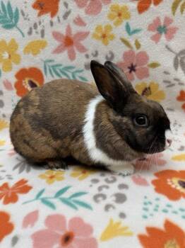 Bonnie -  Dutch and Netherland Dwarf Rabbit for Adoption in Gainesville, Florida - Bonnie | PetCurious