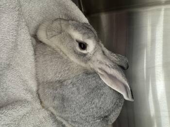 Rescue Chinchilla Rabbits for Adoption in North Little Rock, Arkansas - Spice | PetCurious