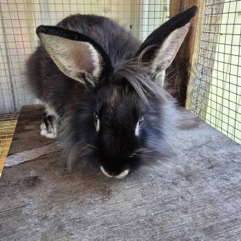 Rescue Lionhead Rabbits for Adoption in Zaleski, Ohio - Cher | PetCurious