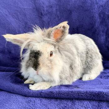 Rescue Bunny Rabbit Rabbits for Adoption in Camarillo, California - GALAXY | PetCurious