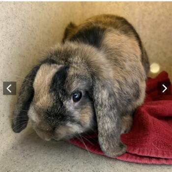 Twix -  Mini Lop Rabbit for Adoption in Los Angeles, California - Twix | PetCurious